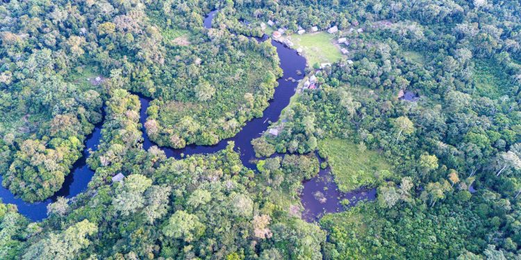 Norway and FAO scale up forest monitoring for climate action