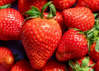 DNA time stamps reveal the strawberry’s surprising origins