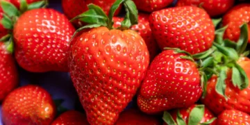 DNA time stamps reveal the strawberry’s surprising origins