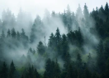 A hidden pollutant is changing how the world’s forests breathe