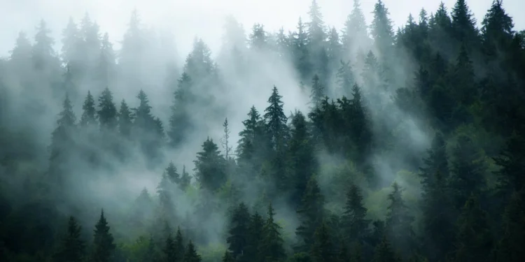 A hidden pollutant is changing how the world’s forests breathe