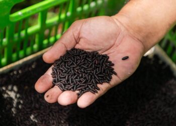 IAEA and FAO launch project to combat resurgent New World Screwworm outbreak in Central America, Mexico and the United States