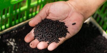 IAEA and FAO launch project to combat resurgent New World Screwworm outbreak in Central America, Mexico and the United States
