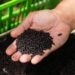 IAEA and FAO launch project to combat resurgent New World Screwworm outbreak in Central America, Mexico and the United States
