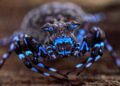 Fluorescent spider and armored cricket among incredible discoveries in Angola