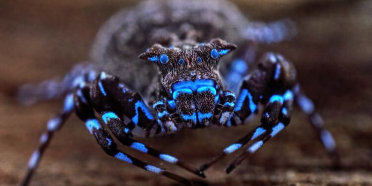 Fluorescent spider and armored cricket among incredible discoveries in Angola