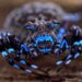 Fluorescent spider and armored cricket among incredible discoveries in Angola