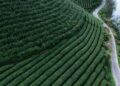 On the hunt for China's most famous green tea