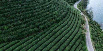 On the hunt for China's most famous green tea