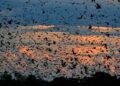 The world's largest mammal migration that few travellers ever see
