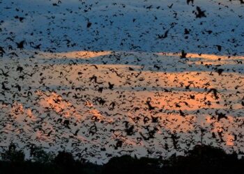 The world's largest mammal migration that few travellers ever see