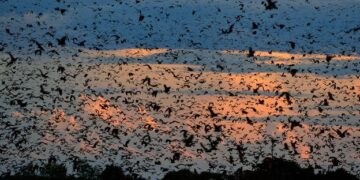 The world's largest mammal migration that few travellers ever see
