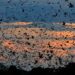The world's largest mammal migration that few travellers ever see