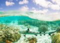 In Okinawa, tourists are helping track endangered sharks