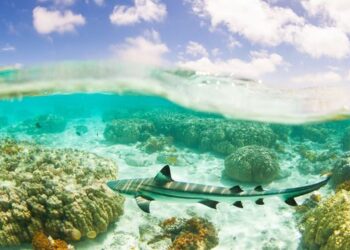 In Okinawa, tourists are helping track endangered sharks
