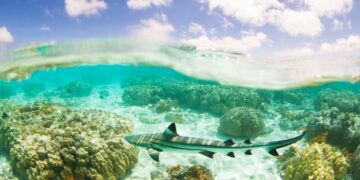 In Okinawa, tourists are helping track endangered sharks