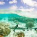 In Okinawa, tourists are helping track endangered sharks