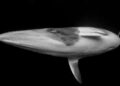 ‘The moment I made eye contact with a whale’
