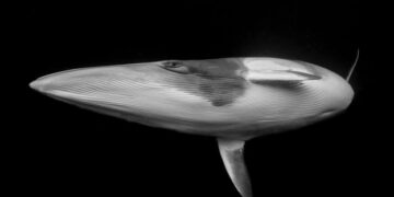 ‘The moment I made eye contact with a whale’