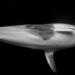 ‘The moment I made eye contact with a whale’