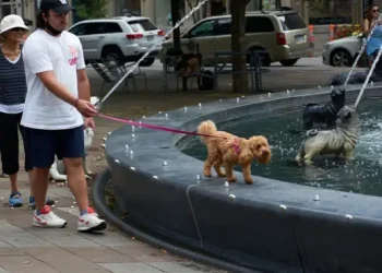 Heat waves are dangerous for pets. Here’s how you could keep them cool – National