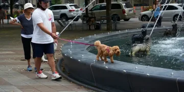 Heat waves are dangerous for pets. Here’s how you could keep them cool – National