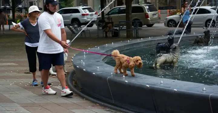 Heat waves are dangerous for pets. Here’s how you could keep them cool – National