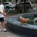 Heat waves are dangerous for pets. Here’s how you could keep them cool – National