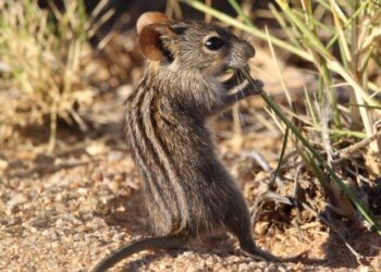 The scientists cracking the code of interspecies communication