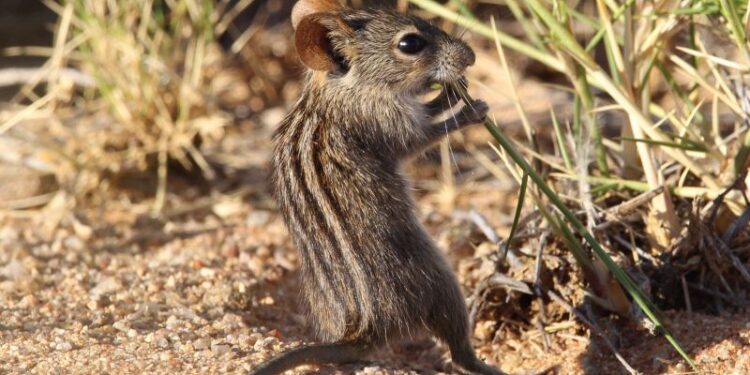 The scientists cracking the code of interspecies communication