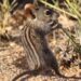 The scientists cracking the code of interspecies communication