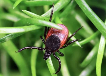 Dangerous tick-borne virus spreading to more Americans, experts warn