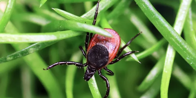 Dangerous tick-borne virus spreading to more Americans, experts warn