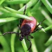 Dangerous tick-borne virus spreading to more Americans, experts warn