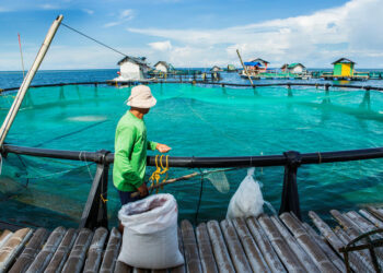 SOFIA 2026: Global fisheries and aquaculture production reaches new highs