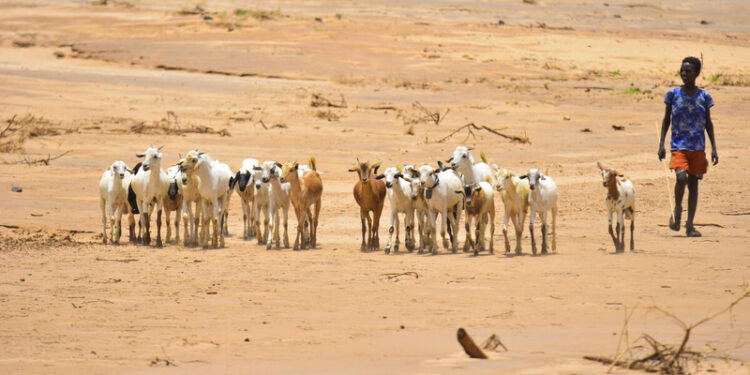 El Niño is coming. Here is where the risks to agriculture are highest