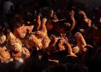FAO study: Global meat supply quadrupled over six decades, but uneven distribution persists