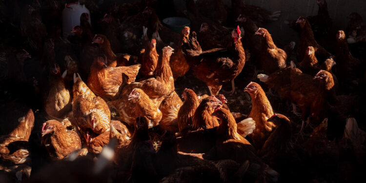 FAO study: Global meat supply quadrupled over six decades, but uneven distribution persists