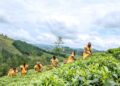 FAO releases most comprehensive dataset to date on women in agrifood systems