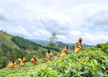 FAO releases most comprehensive dataset to date on women in agrifood systems