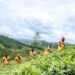 FAO releases most comprehensive dataset to date on women in agrifood systems