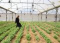 Gaza Strip’s agriculture and livestock sectors show early signs of recovery amid widespread destruction