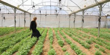 Gaza Strip’s agriculture and livestock sectors show early signs of recovery amid widespread destruction