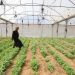 Gaza Strip’s agriculture and livestock sectors show early signs of recovery amid widespread destruction