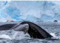 IAATO’s new Geofenced Whale Area around South Orkney Islands — MercoPress