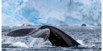 IAATO’s new Geofenced Whale Area around South Orkney Islands — MercoPress