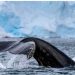 IAATO’s new Geofenced Whale Area around South Orkney Islands — MercoPress
