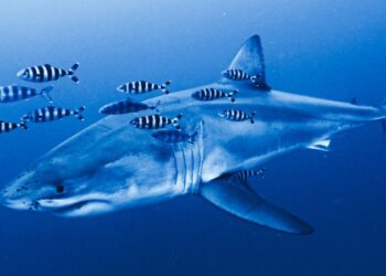 Rare footage of Mediterranean great white shark captured by ghost diver