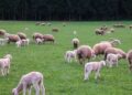 Uruguay sheep produce exports from July25 to May26 reached US$ 281 million — MercoPress