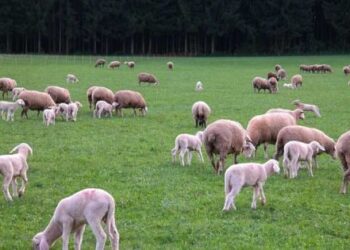 Uruguay sheep produce exports from July25 to May26 reached US$ 281 million — MercoPress
